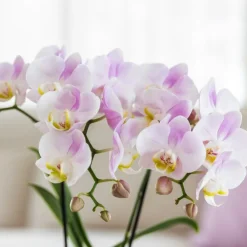 Exotenherz - Kolibri orchidées roses phalaenopsis orchidée portugal + pot décoratif malaga rose - taille de pot 9cm New