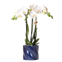 Exotenherz - Kolibri orchids orchidée blanche amabilis + cache-pot candy bleu - taille de pot 9cm Hot