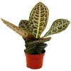 Exotenherz Cactus Et Plantes Grasses | - Labisia turtle back" - plante à écaille de tortue avec une superbe structure de feuilles - rareté - pot de 12cm"