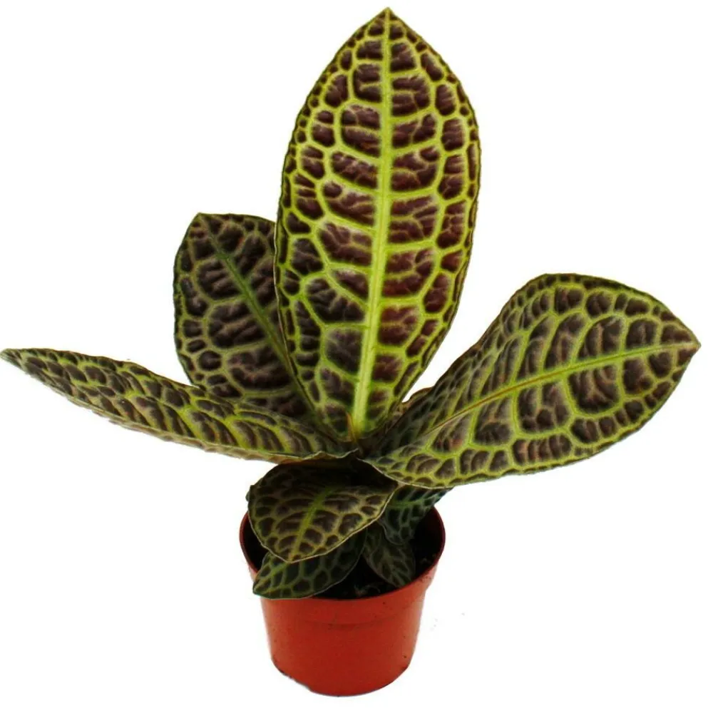 Exotenherz Cactus Et Plantes Grasses | - Labisia turtle back" - plante à écaille de tortue avec une superbe structure de feuilles - rareté - pot de 12cm"