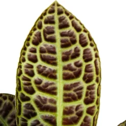 Exotenherz Cactus Et Plantes Grasses | - Labisia turtle back