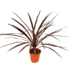 Exotenherz - Lys club rouge - cordyline australis "red star" - pot 12cm - hauteur 50cm environ Best