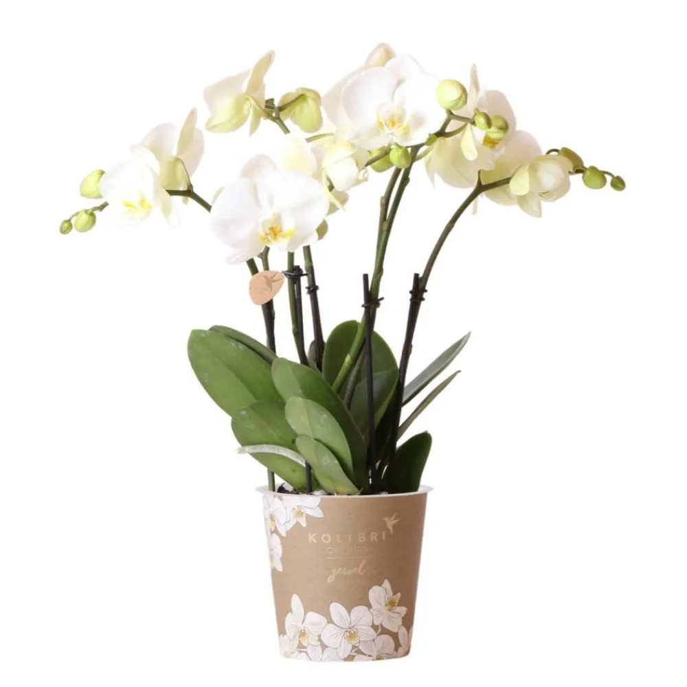 Exotenherz Plantes Fleuries | - Orchidée phalaenopsis blanche - jewel ghent - taille du pot 12cm - frais du producteur