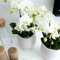 Exotenherz Plantes Fleuries | - Orchidée phalaenopsis blanche - jewel ghent - taille du pot 12cm - frais du producteur