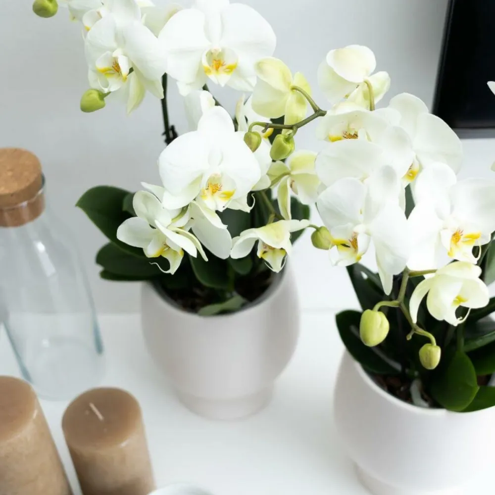 Exotenherz Plantes Fleuries | - Orchidée phalaenopsis blanche - jewel ghent - taille du pot 12cm - frais du producteur