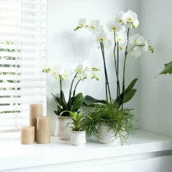 Exotenherz Plantes Fleuries | - Orchidée phalaenopsis blanche - jewel ghent - taille du pot 12cm - frais du producteur