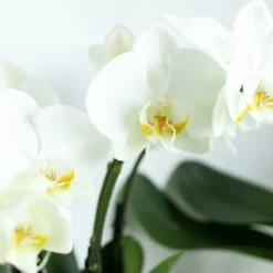 Exotenherz Plantes Fleuries | - Orchidée phalaenopsis blanche - jewel ghent - taille du pot 12cm - frais du producteur
