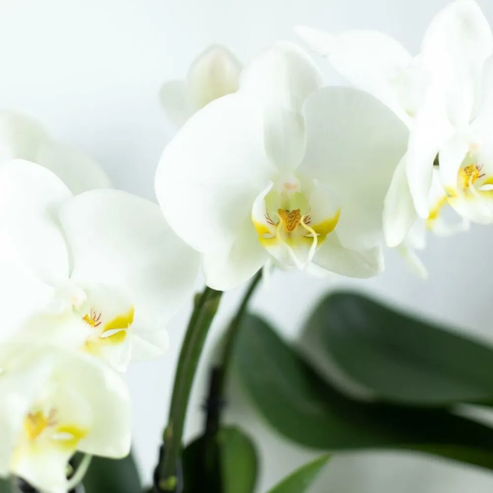 Exotenherz Plantes Fleuries | - Orchidée phalaenopsis blanche - jewel ghent - taille du pot 12cm - frais du producteur