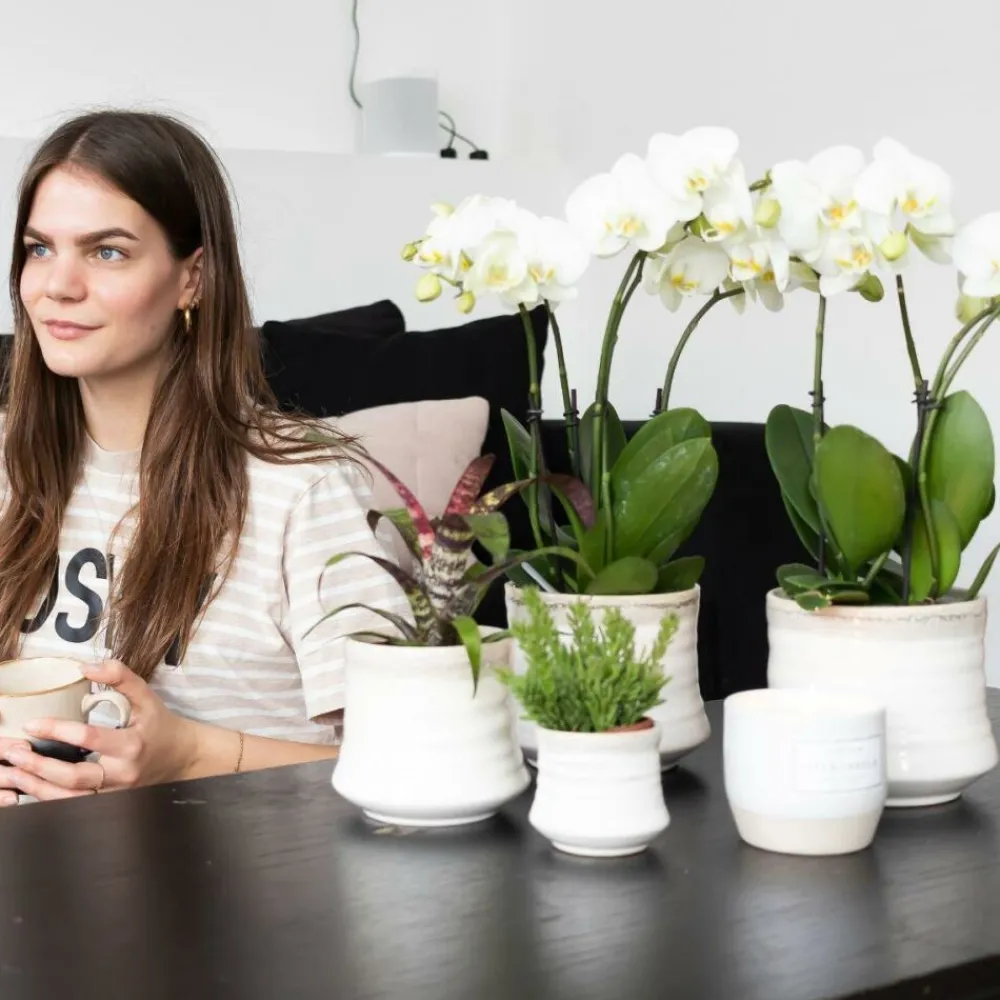 Exotenherz Plantes Fleuries | - Orchidée phalaenopsis blanche - jewel ghent - taille du pot 12cm - frais du producteur