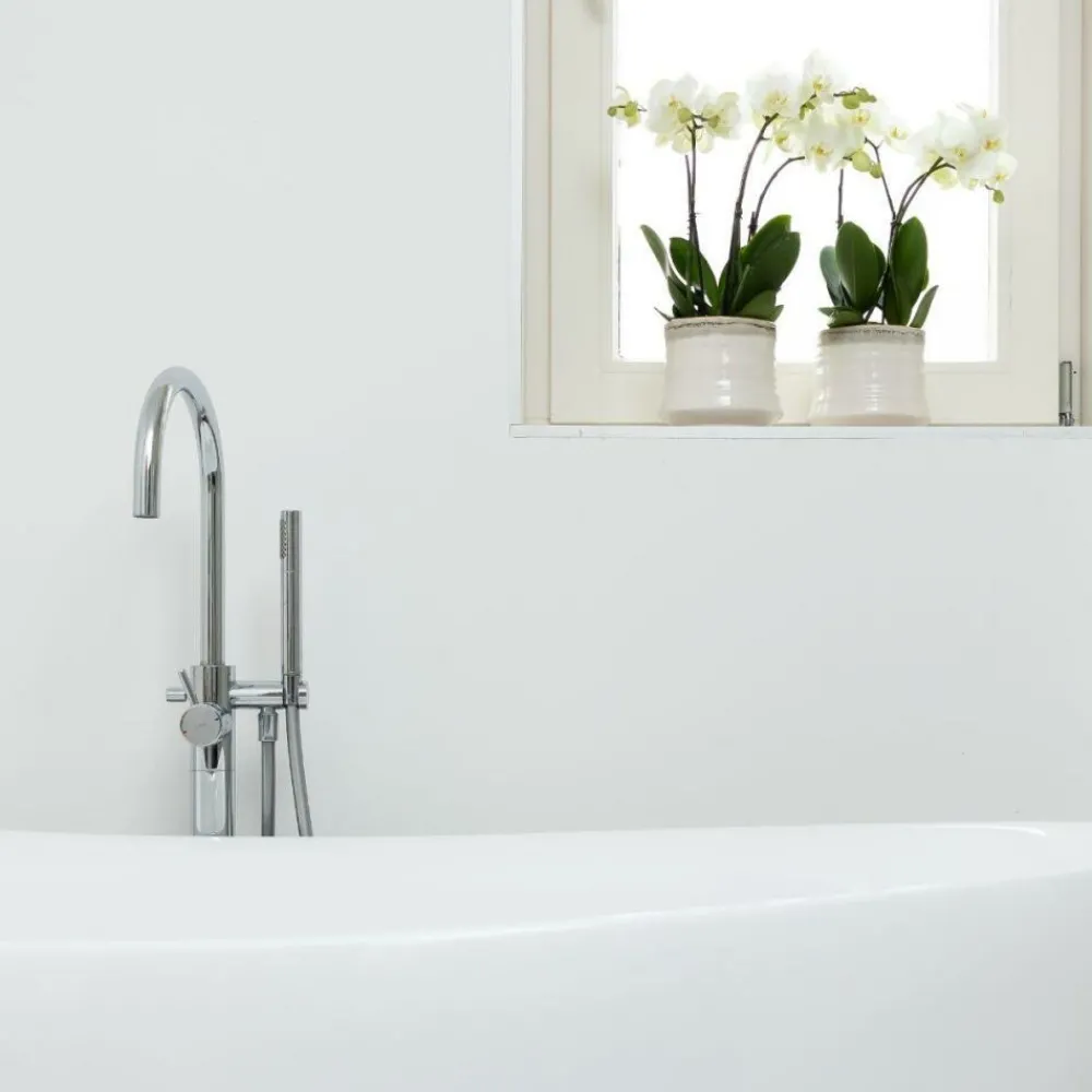 Exotenherz Plantes Fleuries | - Orchidée phalaenopsis blanche - jewel ghent - taille du pot 12cm - frais du producteur