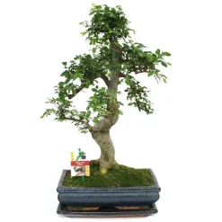 Exotenherz - Orme chinois bonsaï - ulmus parviflora - env. 12-15 ans Online