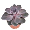 Exotenherz Cactus Et Plantes Grasses | - Perle echeveria de nuremberg - grande plante en pot de 12cm