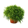 Exotenherz - Rhipsalis baccifera oasis - cactus corail - en pot de 12cm - plante d'intérieur succulente Online