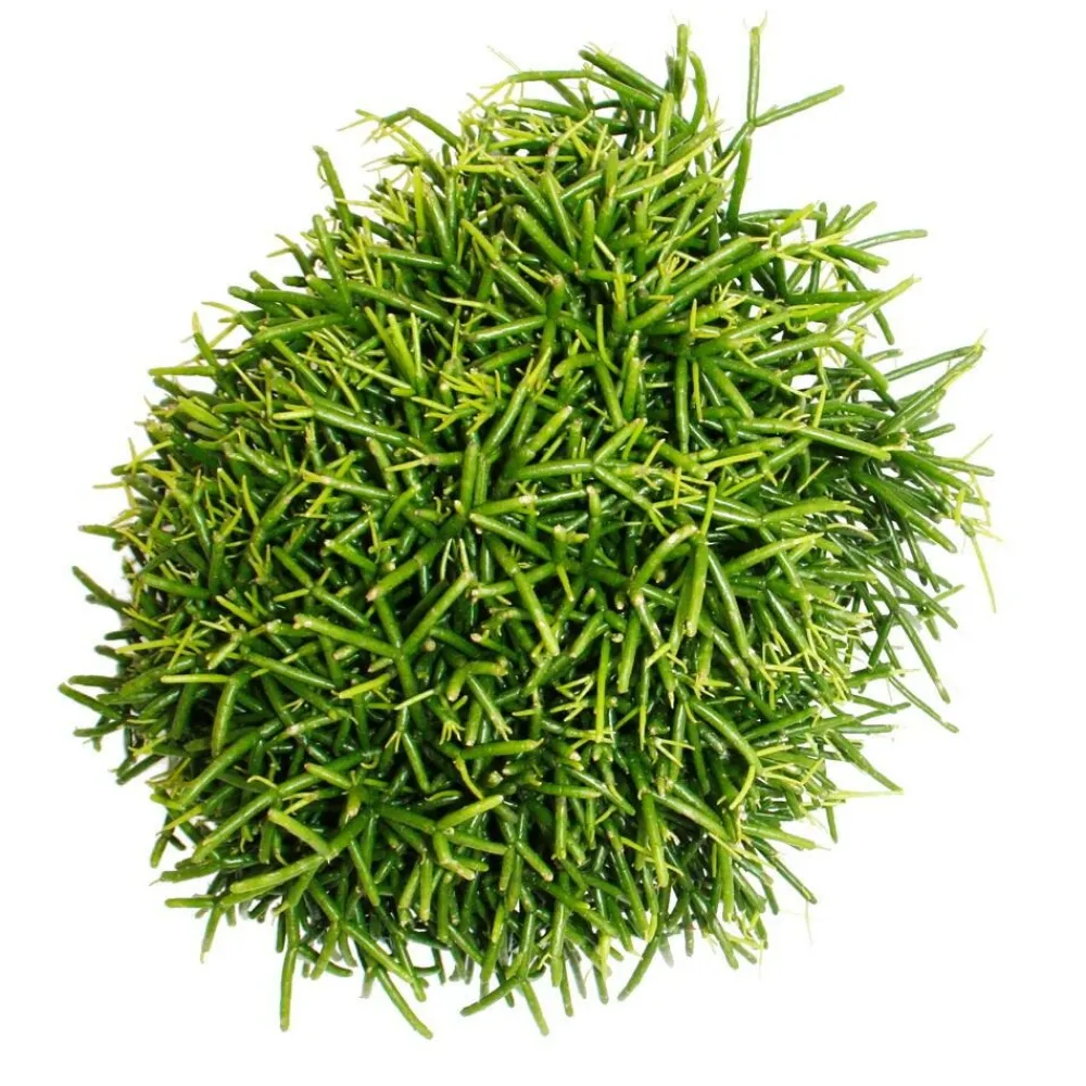Exotenherz - Rhipsalis baccifera oasis - cactus corail - en pot de 12cm - plante d'intérieur succulente Online