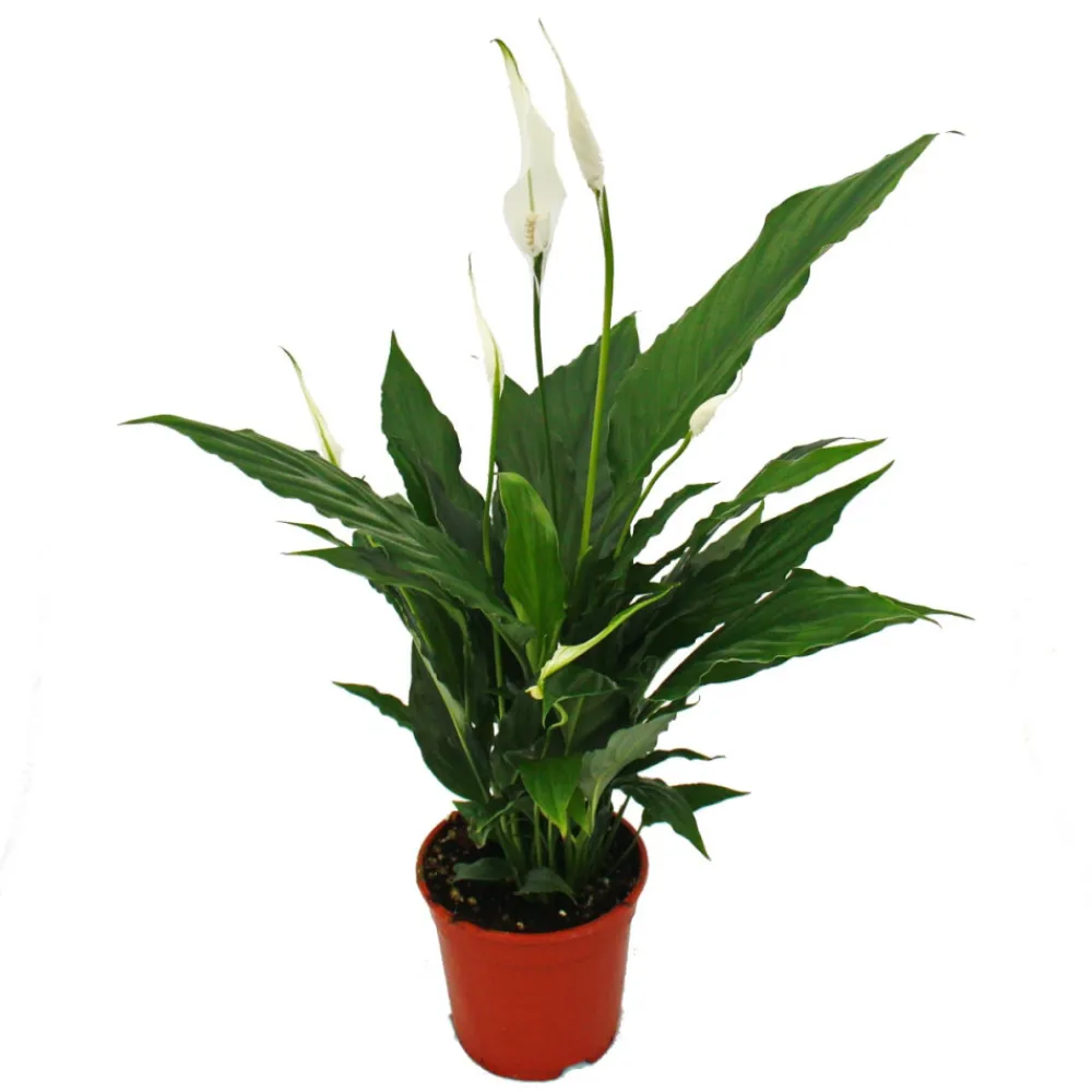 Exotenherz Plantes Fleuries | - Spathiphyllum, feuille unique, "sweet chico", 13cm pot