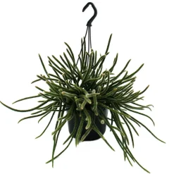 Exotenherz Cactus Et Plantes Grasses | - Urban jungle elegance - ambre de cactus moderne avec une superbe structure de feuilles - rhipsalis baccifera horrida - 15cm