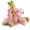 Fabre Graines Graines De Fleurs | - Ail violet germidour - 1 kg