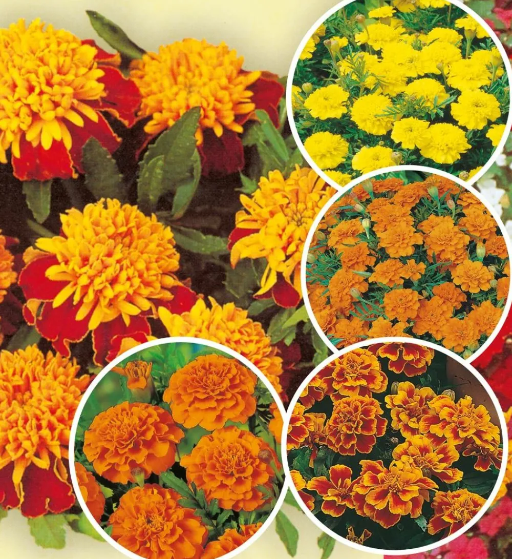 Fabre Graines Graines De Fleurs | - Collection oeillets d inde - 5 variétés