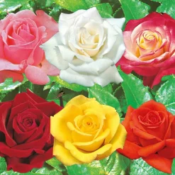 Fabre Graines Rosiers | - Collection rosiers buissons - 6 rosiers