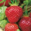 Fabre Graines Petits Fruits | - Fraisier belle et bonne - 10 plants