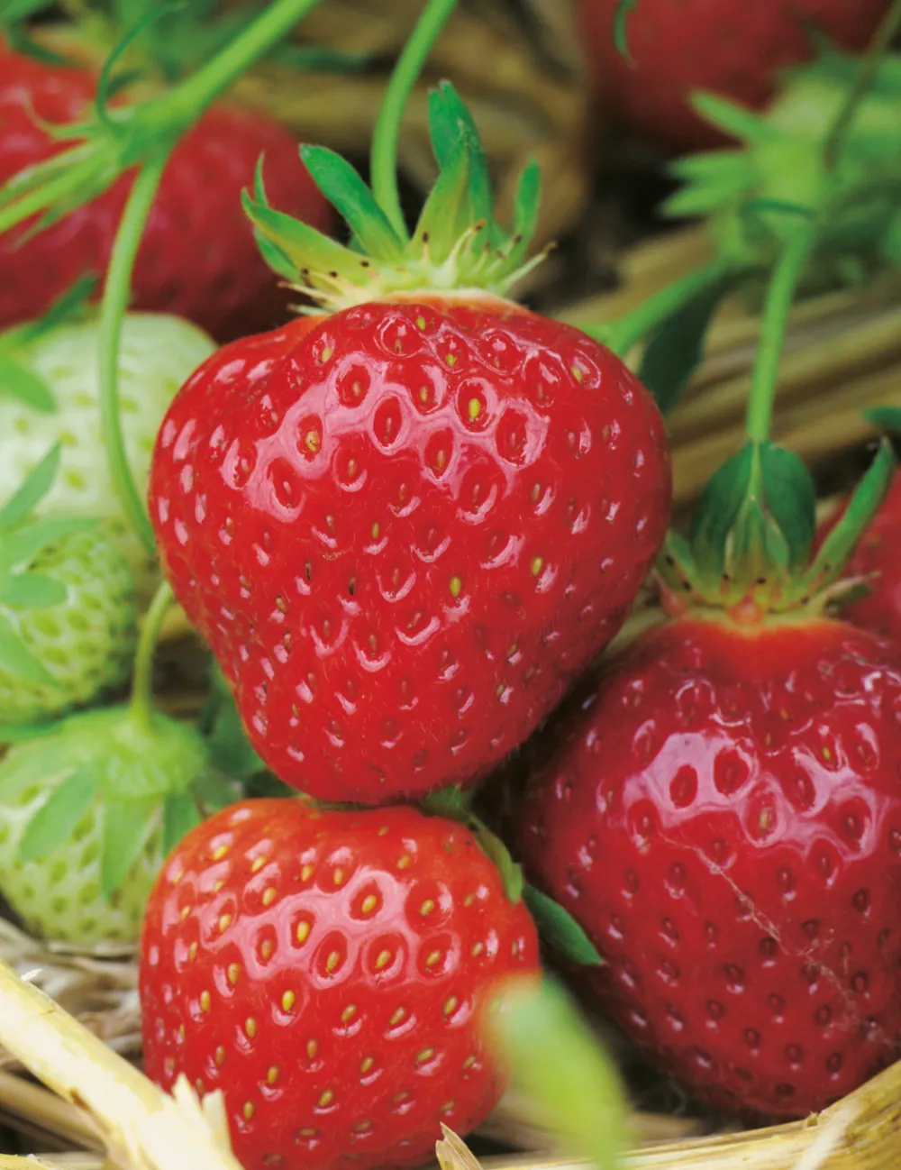 Fabre Graines Petits Fruits | - Fraisier belle et bonne - 10 plants