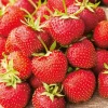 Fabre Graines - Fraisier charlotte - 20 plants Best