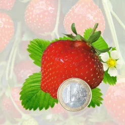 Fabre Graines Petits Fruits | - Fraisier darselect - 20 plants