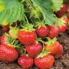 Fabre Graines Fruitiers Et Agrumes | - Fraisier favette - 10 plants