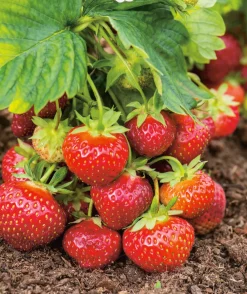 Fabre Graines Fruitiers Et Agrumes | - Fraisier favette - 10 plants