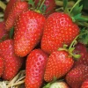 Fabre Graines Fruitiers Et Agrumes | - Fraisier gariguette - 20 plants