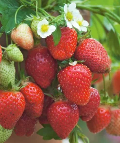 Fabre Graines Petits Fruits | - Fraisier gento - 20 plants