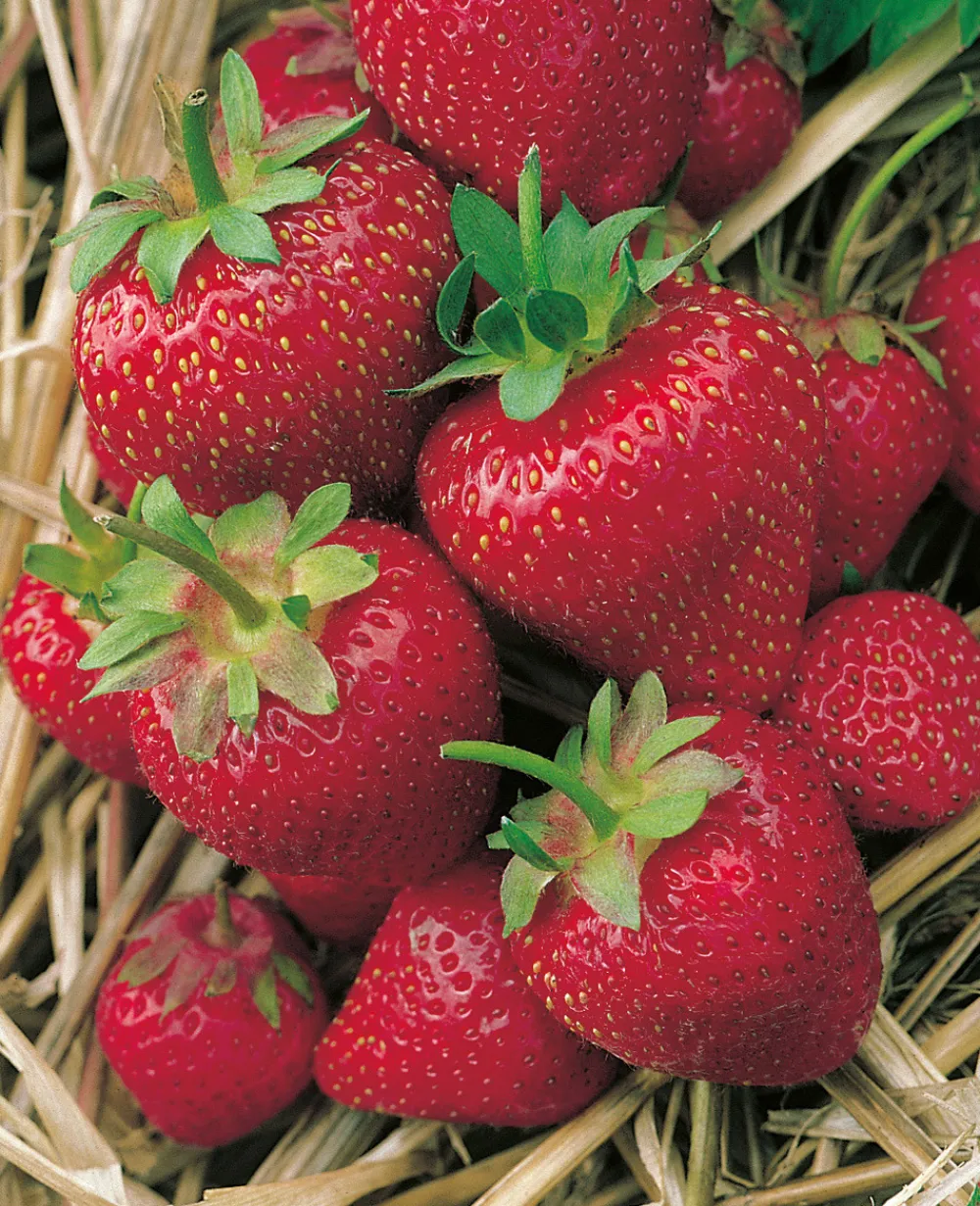 Fabre Graines Fruitiers Et Agrumes | - Fraisier gorella - 20 plants