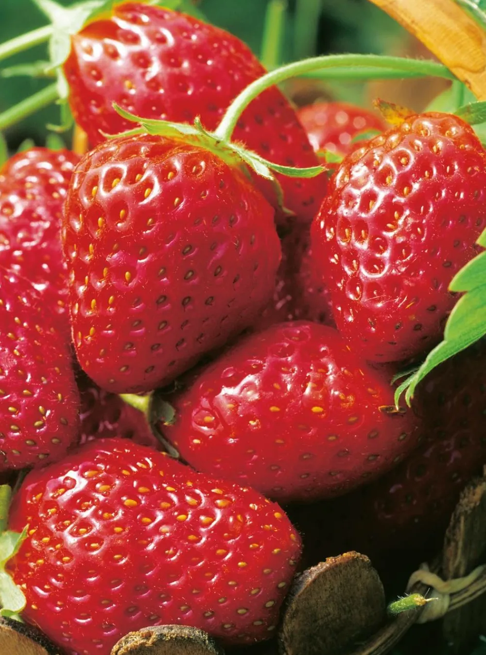 Fabre Graines Petits Fruits | - Fraisier senga sengana - 20 plants