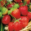 Fabre Graines - Fraisier surprise des halles - 20 plants