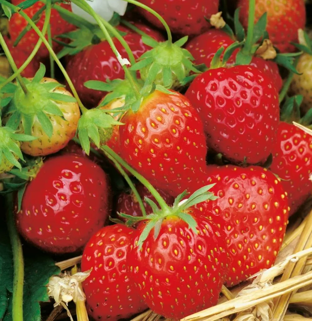 Fabre Graines - Fraisier surprise des halles - 20 plants