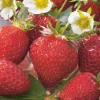 Fabre Graines Fruitiers Et Agrumes | - Fraisier talisman - 10 plants