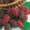 Fabre Graines Fruitiers Et Agrumes | - Framboisier medana tayberry - 2 pieds