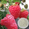 Fabre Graines Petits Fruits | - Framboisier versailles - 4 pieds