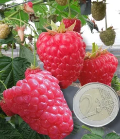 Fabre Graines Petits Fruits | - Framboisier versailles - 4 pieds