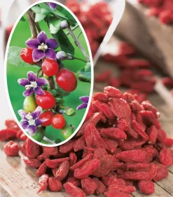 Fabre Graines - Goji fruit du bonheur - 1 pot Sale