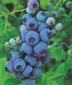 Fabre Graines Petits Fruits | - Myrtille elizabeth - 1 pot