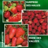 Fabre Graines Fruitiers Et Agrumes | - Offre fraisiers forte production - 60 plants