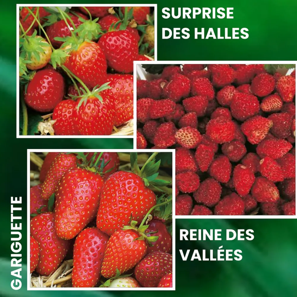 Fabre Graines Fruitiers Et Agrumes | - Offre fraisiers forte production - 60 plants