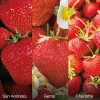 Fabre Graines Fruitiers Et Agrumes | - Offre fraisiers gros fruits - 60 fraisiers