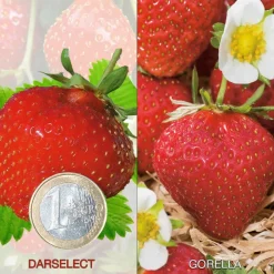 Fabre Graines Petits Fruits | - Offre fraisiers degustation gros fruits - 40 plants