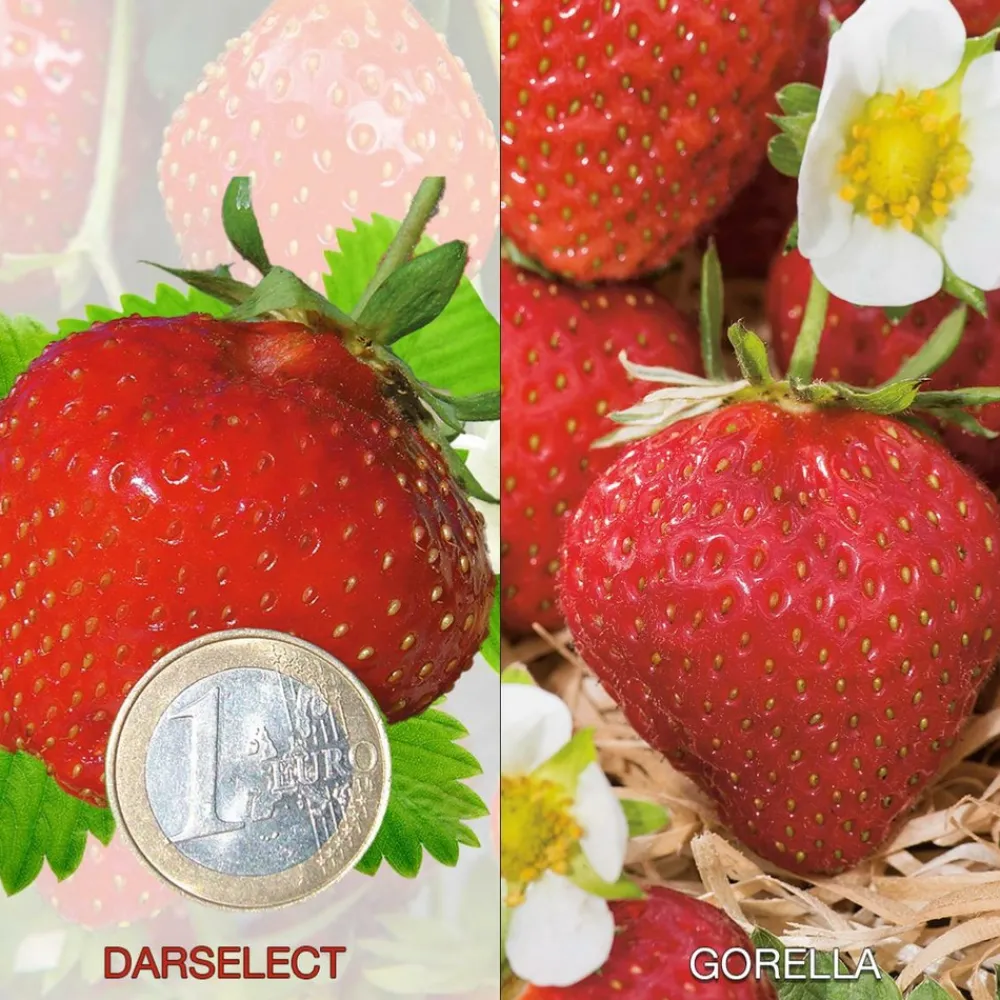 Fabre Graines Petits Fruits | - Offre fraisiers degustation gros fruits - 40 plants