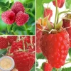 Fabre Graines Fruitiers Et Agrumes | - Offre framboisiers forte production - 12 pieds