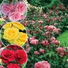 Fabre Graines - Offre rosier queen elisabeth - 3 rosiers Clearance