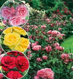 Fabre Graines - Offre rosier queen elisabeth - 3 rosiers Clearance