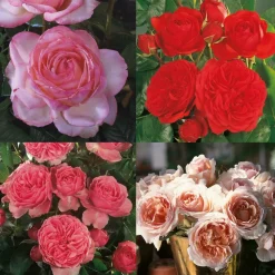 Fabre Graines - Offre speciale rosiers buissons - 4 rosiers Best